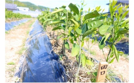 ZE6140_みかん苗木2年生【田口早生】2本セット