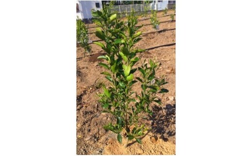 ZE6479_苗木 不知火 (しらぬひ) 2年生 1本