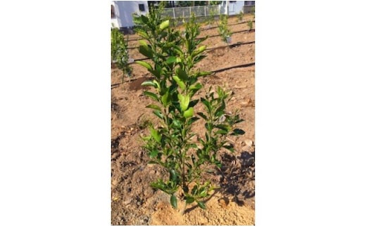 ZE6142_苗木 不知火 (しらぬひ) 2年生 2本セット