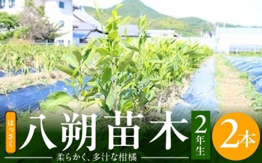ZE6144_八朔(はっさく)苗木2年生2本セット