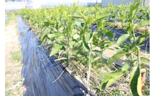 ZE6476_清見(きよみ)苗木 2年生 1本