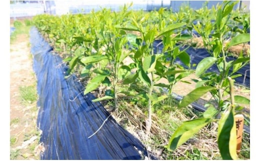 ZE6146_清見(きよみ)苗木2年生2本セット