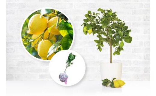ZE6150_苗木 檸檬(レモン) 2年生 2本セット
