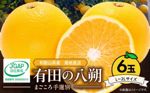 ZE6306n_【2026年先行予約】有田の八朔 (はっさく) 1.5kg 6玉（L～2Lサイズ）まごころ手選別