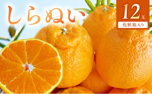 BF6066_（2026年先行受付）しらぬい（デコポン）化粧箱 12玉入り ※着日指定不可