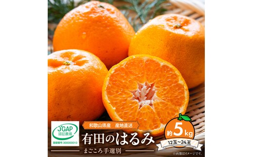 【2027年先行予約】和歌山県産 有田の はるみ 約5kg 12玉～24玉_ZE6381n