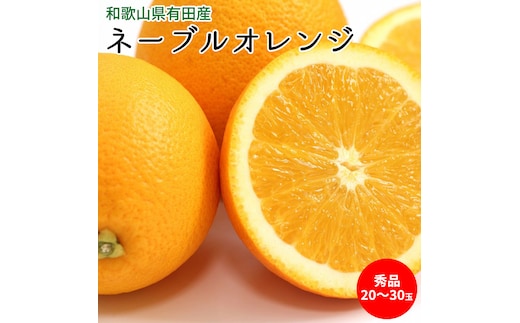 U6235n_【2026年先行予約】ネーブルオレンジ 秀品 20～30玉 和歌山県有田産