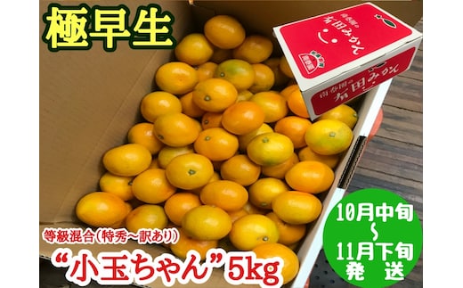 【極早生・有田みかん】小玉ちゃん 約5kg (等級混合・2S～4Sサイズ混合)_ZF6017n