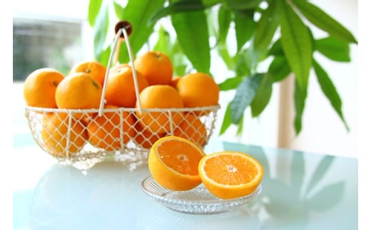 ZS6135n_主井農園 国産 バレンシアオレンジ 青秀 2.5kg