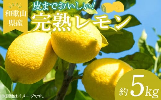 EA6009n_和歌山県産 完熟 レモン 5kg 皮まで使用可能（栽培期間中農薬不使用）