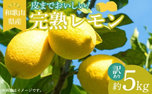 EA6023n_【訳あり・ご家庭用】完熟 レモン 5kg 皮まで使用可能（栽培期間中農薬不使用）