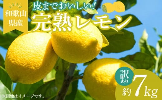 EA6024n_【訳あり・ご家庭用】完熟 レモン 7kg 皮まで使用可能（栽培期間中農薬不使用）