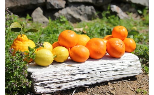 ZS6009n_主井農園 季節のこだわり みのりセット 5kg