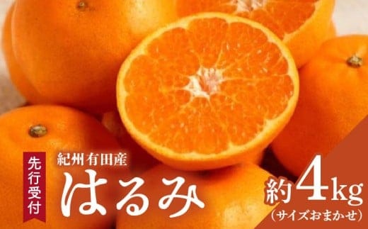 ZD6376n_【厳選・濃厚】【2026年先行予約】 紀州有田産のはるみ 約4kg(サイズおまかせ)【ハルミ 春見 ミカン 蜜柑 柑橘 和歌山 有田】