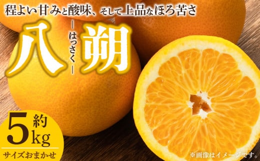 V7405_八朔(はっさく)[約5kg]和歌山県有田産 春みかん(果実サイズおまかせ) 春柑橘 紀伊国屋文左衛門本舗