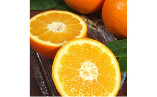 V7402_伊予柑(いよかん)[約8kg]和歌山県有田産 春みかん (果実サイズおまかせ) 春みかん 紀伊国屋文左衛門本舗