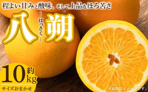 V7404_八朔(はっさく)[約10kg]和歌山県有田産 春みかん (果実サイズおまかせ) 春みかん 紀伊国屋文左衛門本舗