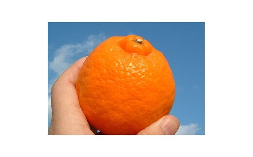 V7406_ポンカン[約8kg]和歌山県有田産 春みかん (果実サイズおまかせ) 春みかん 紀伊国屋文左衛門本舗