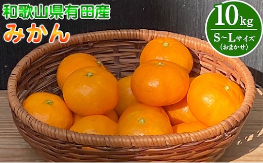 BT6013n_和歌山県有田産 みかん 10kg L～Sサイズ（おまかせ）