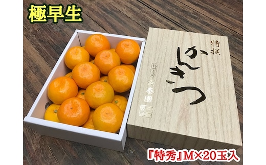 ZF6020n_極早生 みかん 有田 化粧箱 小箱 特秀 Mサイズ 約2kg 20玉入 南泰園