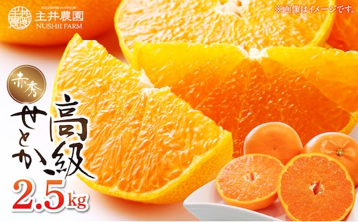 ZS6140n_主井農園 高級 せとか 赤秀 2.5kg