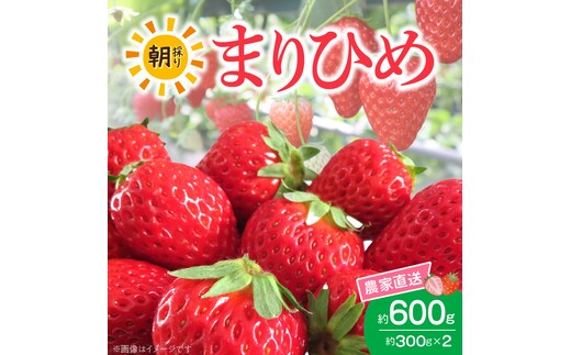 朝摘み 完熟 まりひめ いちご 約300g×2パック (合計約600g)_AB7334