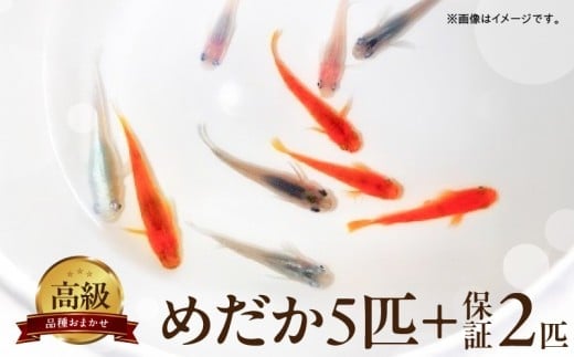 BA6012_高級めだか 5匹＋補償 2匹（品種はおまかせ）