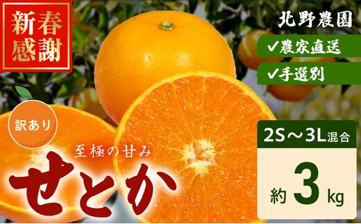 DZ6208_【2026年先行予約】訳あり せとか 和歌山 有田 2S～3Lサイズ混合 約3kg