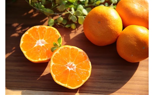 ZS6145n_主井農園 高級 松兵衛みかん 2.5kg (青秀 S～Lサイズおまかせ)