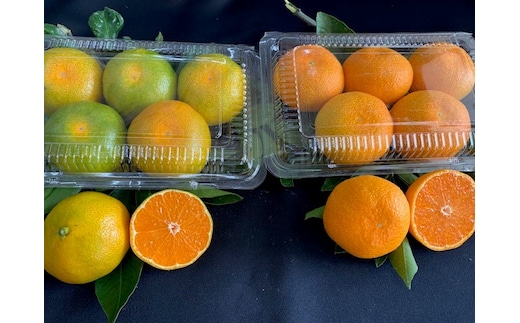 BF6058_【2026年先行予約】ハウスみかん 二種 食べ比べ 6パック 【ミカン 蜜柑 柑橘 温州みかん 有田みかん 和歌山】