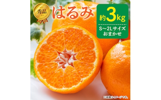 DZ6109_【2026年先行予約】秀品 はるみ 和歌山 有田 S～2Lサイズ 大きさお任せ 約3kg