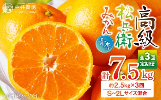 ZS69005_高級松兵衛みかん定期便【3回定期便】