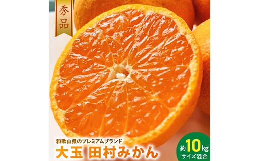 AB7302_ 大玉田村みかん 2L・3Lサイズ 秀品 約10kg _ 和歌山プレミアムブランドみかん 大粒有 大きい 蜜柑 ミカン フルーツ 果物 ギフト お歳暮