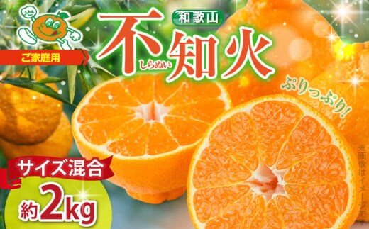 ZJ6071_【2026年先行予約】不知火(しらぬい) オレンジ みかん 2kg 訳あり ご家庭用 サイズ混合