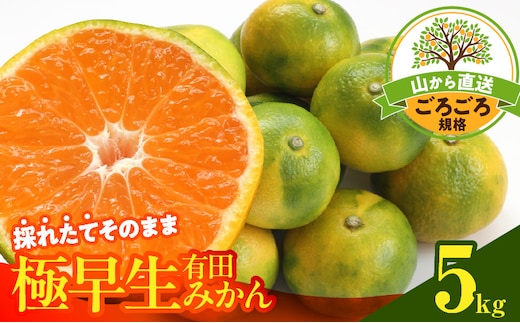 MK1080_【2026年先行予約】みかん 極早生 山から直送 箱込 5kg ( 内容量 4.4kg ) 採れたてそのままごろごろ規格 有田みかん 和歌山県産