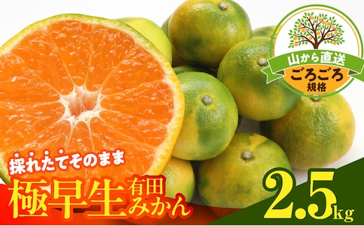 MK1081_【2026年先行予約】みかん 極早生 山から直送 箱込 2.5kg ( 内容量 2.3kg ) 採れたてそのままごろごろ規格 有田みかん 和歌山県産