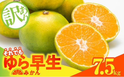 MK1067_【2026先行予約】訳ありゆら早生 みかん 箱込 7.5kg ( 内容量 6.8kg ) サイズミックス 有田みかん 和歌山県産