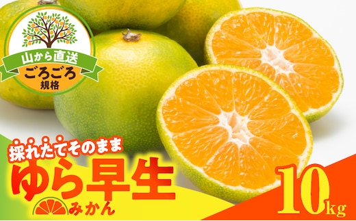 MK1062_【2026先行予約】ゆら早生 みかん 山から直送 箱込 10kg ( 内容量 9.2kg ) 採れたてそのままごろごろ規格 有田みかん 和歌山県産