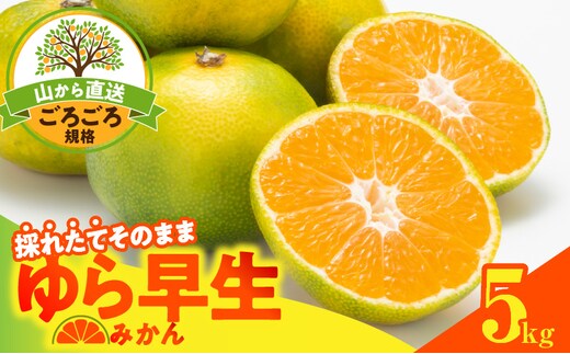 MK1064_【2026先行予約】ゆら早生 みかん 山から直送 箱込 5kg ( 内容量 4.4kg ) 採れたてそのままごろごろ規格 有田みかん 和歌山県産