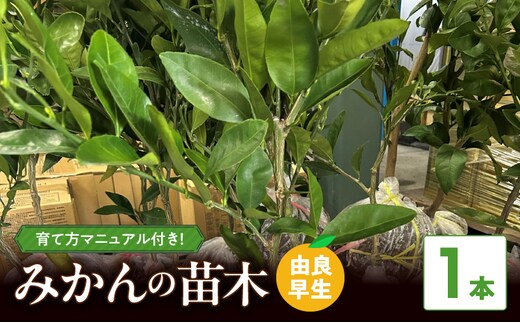 ZE6494_【2026年先行予約】みかん 苗木 【由良早生】 1本