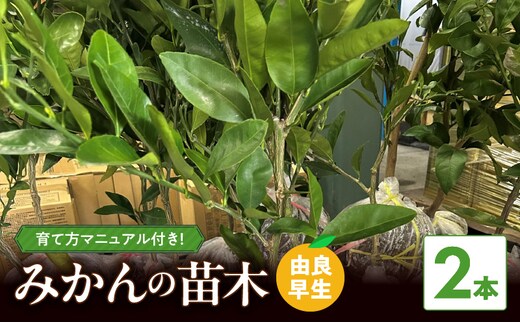 ZE6495_【2026年先行予約】みかん 苗木 【由良早生】 2本