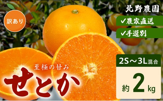 DZ6230_【2026年先行予約】ご家庭用 せとか 和歌山 有田 2S～3Lサイズ 大きさお任せ 約2kg