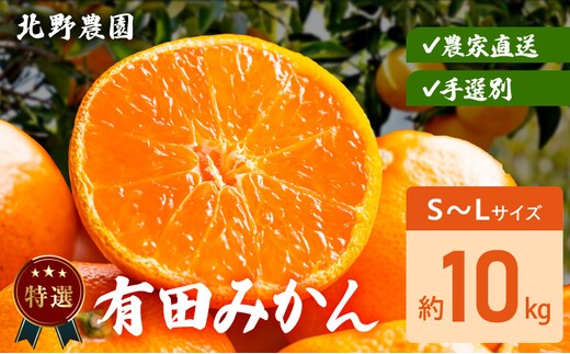 DZ6231_特選 有田みかん 和歌山 S～Lサイズ 大きさお任せ 約10kg