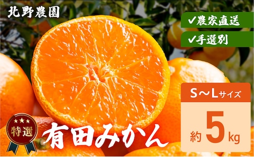 DZ6232_特選 有田みかん 和歌山 S～Lサイズ 大きさお任せ 約5kg