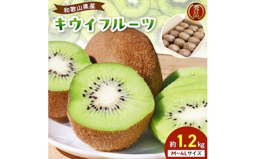 BL6175_【2027年1月下旬から順次発送】和歌山産 キウイフルーツ 約1.2kg 秀品