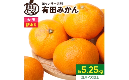 《2026年11月上旬～2027年1月下旬頃順次発送》【2026年先行予約】家庭用 大きな有田みかん約5kg+250g（傷み補償分）【わけあり・訳あり】【光センサー選果】_ZH7117