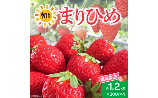 朝摘み 完熟 まりひめ いちご 約300g×4パック (合計約1,200g)_AB7335