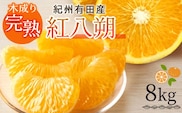 G7105_【2026年先行予約】紀州有田産 木成り完熟 紅八朔 8kg