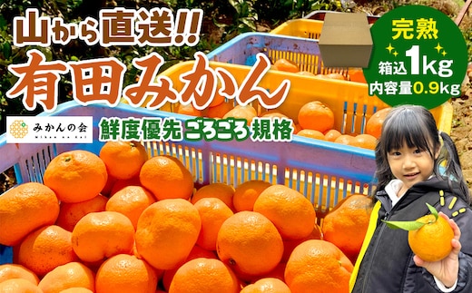 みかん 山から直送 箱込 約1kg(内容量約 0.9kg) サイズミックス 和歌山県産 産地直送 家庭用［2025年11月中旬より順次出荷予定］［みかんの会］