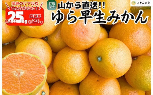 ゆら早生 みかん 山から直送 箱込 2.5kg (内容量 2.3kg) 採れたてそのままごろごろ規格 有田みかん 和歌山県産 【みかんの会】［2026年10月下旬頃より順次発送予定］